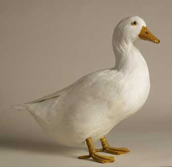 Click here to see realistic ducks