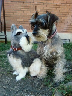 Click here to see more Schnauzer Dogs
