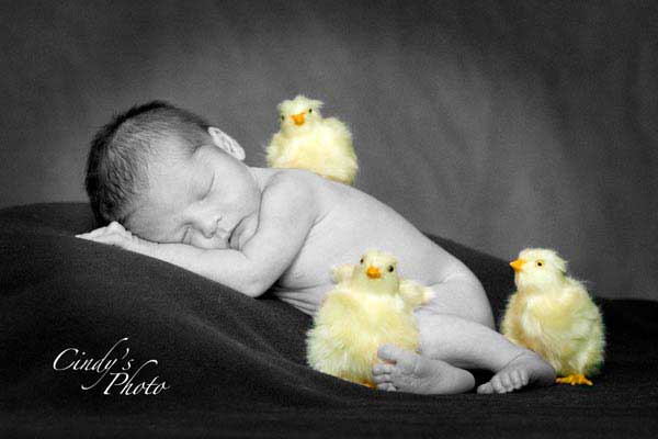 Click here to see furry baby chicks